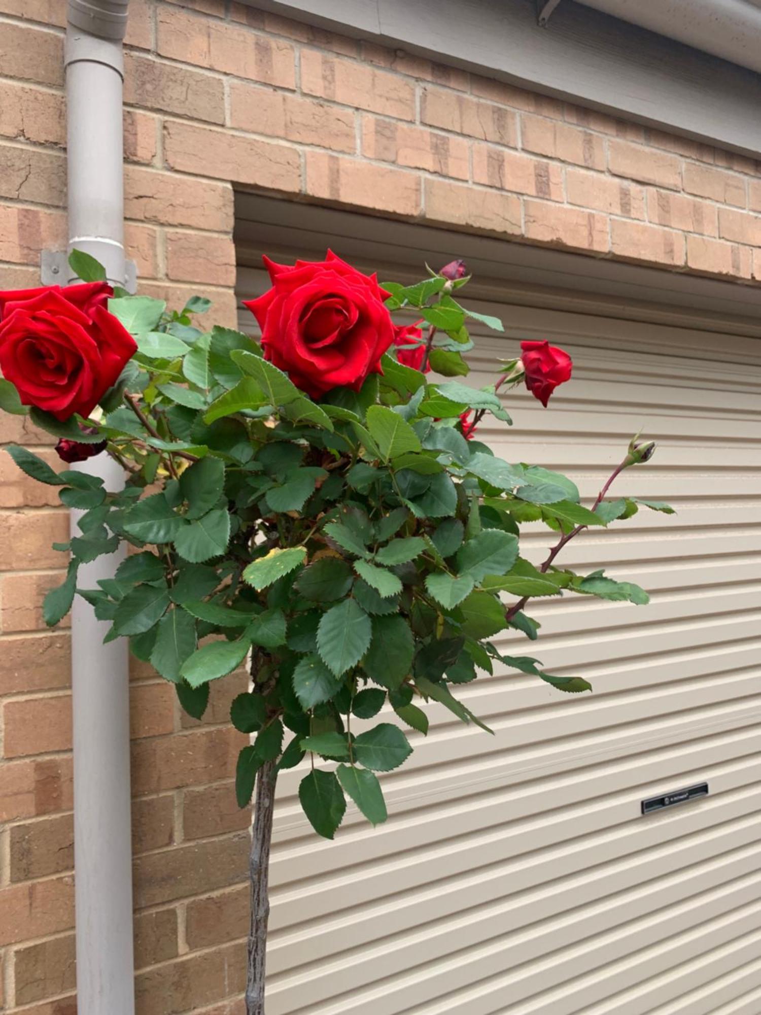 Adelaide Style Accommodation-Close To City-North Adelaide-3 Bdrm- Free Parking Bagian luar foto