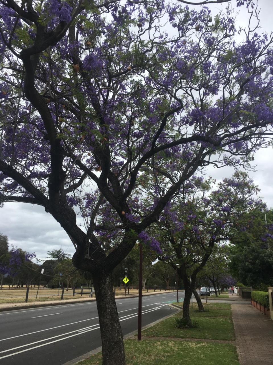Adelaide Style Accommodation-Close To City-North Adelaide-3 Bdrm- Free Parking Bagian luar foto