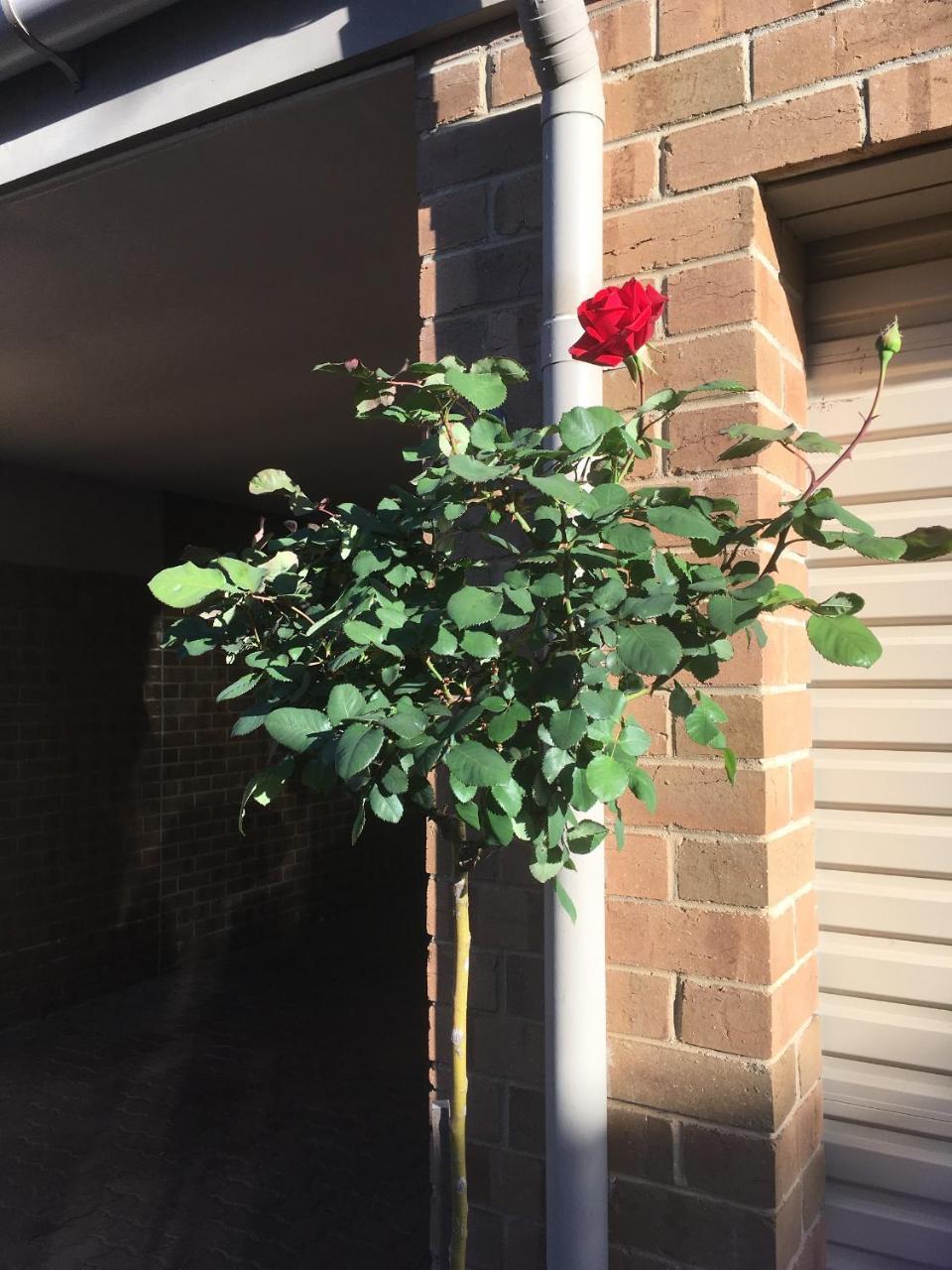 Adelaide Style Accommodation-Close To City-North Adelaide-3 Bdrm- Free Parking Bagian luar foto
